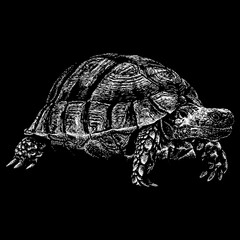 Egyptian Tortoise hand drawing vector isolated on black background.
