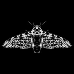 Giant Leopard Moth hand drawing vector isolated on black background.