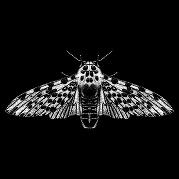Giant Leopard Moth hand drawing vector isolated on black background.