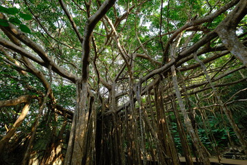 Obraz premium 沖縄 ガジュマル