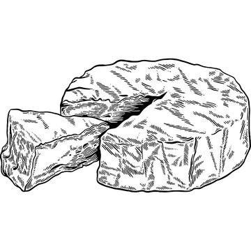 Hand drawn Brie Cheese or Camembert Cheese Sketch Illustration