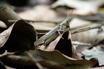 grasshopper in nature