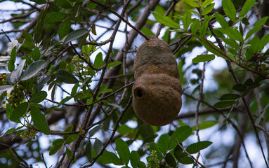 insect nest in tree