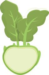 Green kohlrabi icon cartoon vector. Healthy food. Organic plant