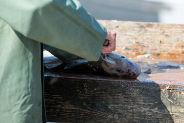 Fresh white fish, and codfish are filleted and cleaned on a table in a restaurant. The chef prepares the fresh fish for the market. There are fillets, loins, heads, and bones from the large fresh fish