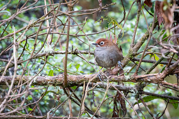 Ave del Perú - Perú - Eye-ringed Thistletail - Asthenes palpebralis