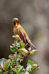 Ave del Perú - Perú- Fire-throated Metaltail - Metallura eupogon