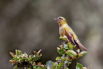 Ave del Perú - Perú - Fire-throated Metaltail - Metallura eupogon