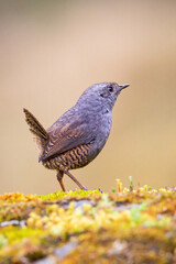 Ave del Perú - Perú - Jalca Tapaculo - Scytalopus frankeae 