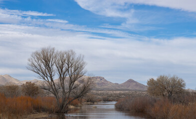 Lone tree at Bosque del Apache National Wildlife Refuge