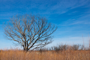 Lone tree at Bosque del Apache National Wildlife Refuge