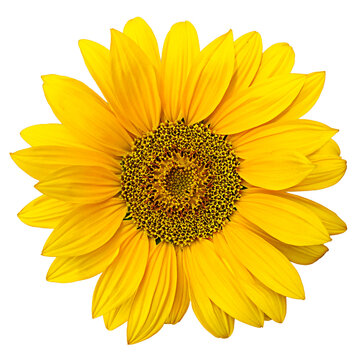 Ripe sunflower with yellow petals and dark middle on white background