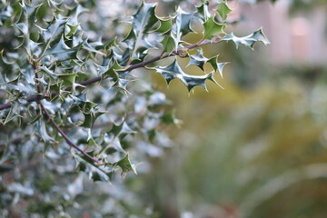 Holly