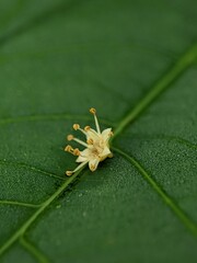 small flowers fall on the leaves