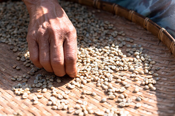 Farmers sort rotten and fresh coffee beans before drying. traditional coffee-making process. The Coffee production, natural sun dry of the honey process