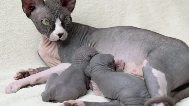 Relaxed mother cat lying and nursing two hungry newborn kittens suckling milk. Domestic feline family Canadian Sphynx Cat, process of feeding of kittens. Real time shot video, part of series