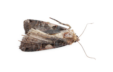 Single grey cabbage moth isolated on white