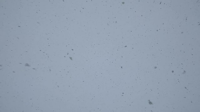 Snow falling from sky during morning time in a moderate way.