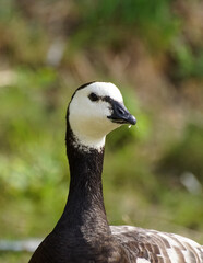 close up of a goose