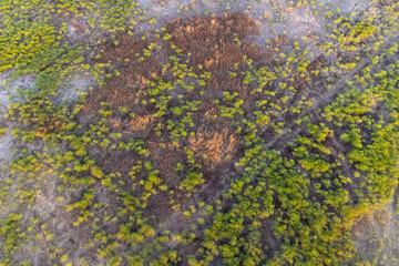 Top aerial panoramic view of green steppe or meadow in summer, landscape with trees and bushes, drought.