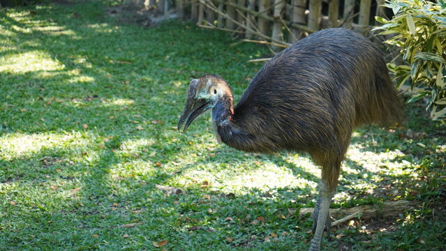 Kasuari Kelambir Ganda or Southern Cassowary, is a big bird from Papua, Indonesia