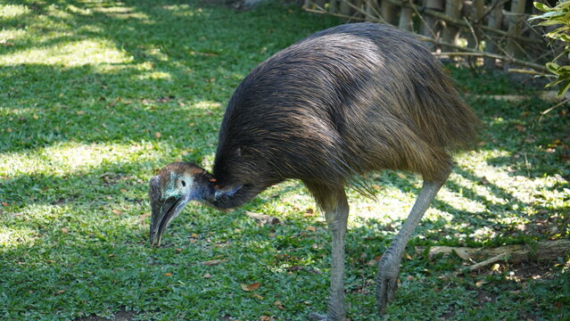 Kasuari Kelambir Ganda or Southern Cassowary, is a big bird from Papua, Indonesia