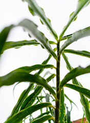 branch of a plant detail bokeh background