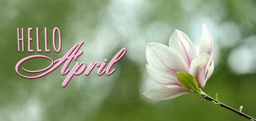 Hello April card. Magnolia tree with beautiful flower outdoors, closeup. Banner design