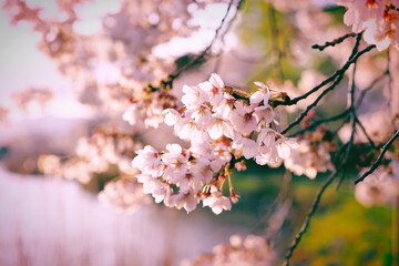 満開の桜の花（ソメイヨシノ）