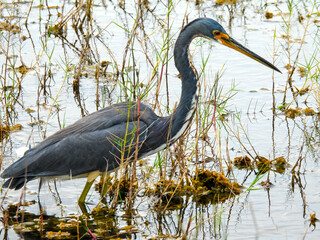 Great blue heron in the Merritt Island Wildlife Refuge 