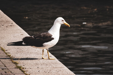 seagull on the beach