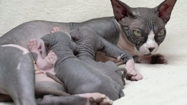Mother Canadian Sphynx Cat with two newborn kittens suckling milk. Mommy cat lying and nursing hungry kitty. Domestic feline family, serene childhood at home. Real time shot video, part of series