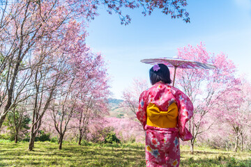Tourist girl in a pink kimono holding an umbrella walking among red umbrellas in a sakura garden