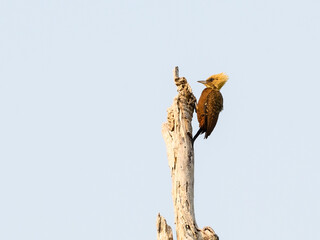 Blond-crested Woodpecker on dead tree in Pantanal, Brazil