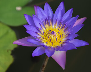 A close-up image of a blue water lily in a pond