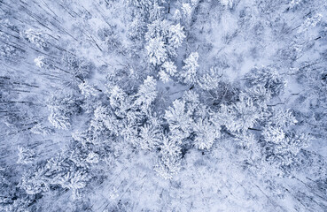 snowy forest
-Kidder Mountain, New Hampshire