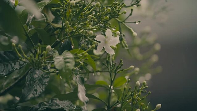 white lily of the valley, Pinwheel flower , White common jasmine flower in rain, raindrops on pinwheel white flower plant, relaxing view in rain the water patter on white flower plant.