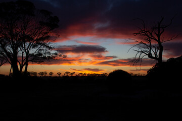 Sunrise over wheat fields