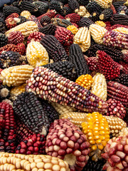 Maíz de México de diferentes colores, cultura y diversidad gastronómica. Comida mexicana.