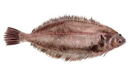 ヤナギムシガレイ 手描き水彩画