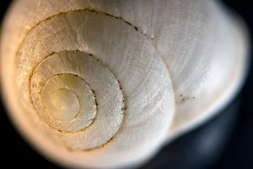 Poster Land snail shell, Helicidae, bleached in the sun. © RJMendez