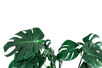 Green tropical Monstera Deliciosa plant isolated cutout