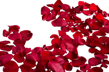 Red rose petals isolated cutout