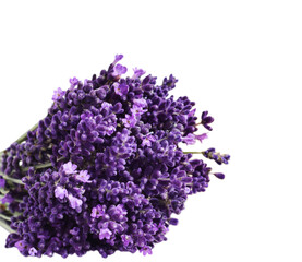 Bouquet of fresh lavender flowers isolated cutout