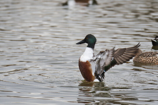 A male Northern Shoveler opening its wings in the lake.  Delta BC Canada
