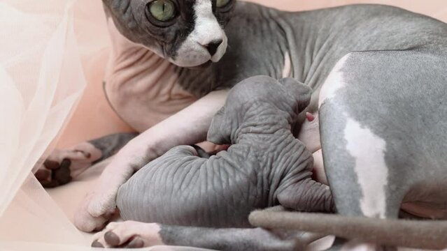 Mother Canadian Sphynx Cat with newborn kitten suckling milk. Mommy cat lying and breastfeeding her kitty. Domestic feline family, serene childhood at home. Real time shot video, part of series