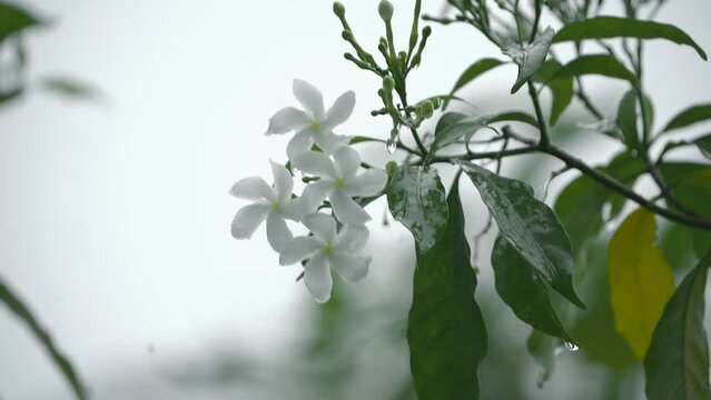 white lily of the valley, Pinwheel flower , White common jasmine flower in rain, raindrops on pinwheel white flower plant, relaxing view in rain the water patter on white flower plant.