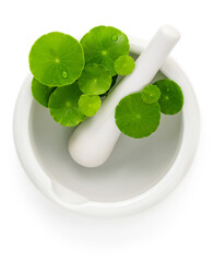 Close up centella asiatica leaves with white mortar isolated on white background top view.