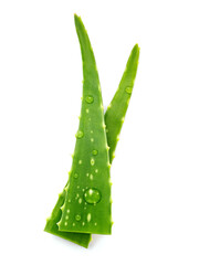  Close up aloe vera with water drops isolated on white background.