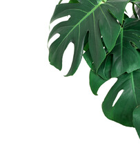 Green tropical Monstera Deliciosa plant isolated cutout